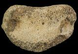 Ceratopsian Dinosaur Toe Bone - Alberta (Disposition #-) #67589-1